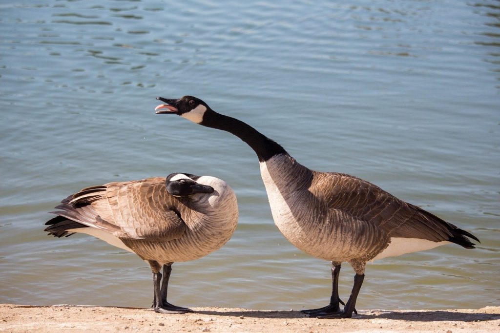 5 WAYS TO PRACTICE CAUSE AND EFFECT TWO GEESE